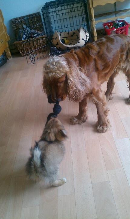 Cocker spaniel chanel (R.I.P. SMUKKE HUND - min nye ven chanti<3 billede 13