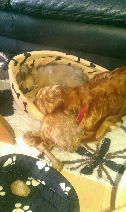 Blanding af racer Chanti - skubber lidt til chanel<3 billede 10