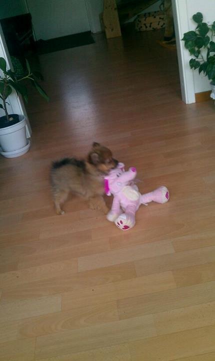 Blanding af racer Chanti - <3 billede 11