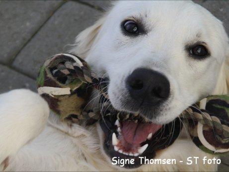 Golden retriever Lapaia's Chang [Hvapz] - Flotte! billede 7