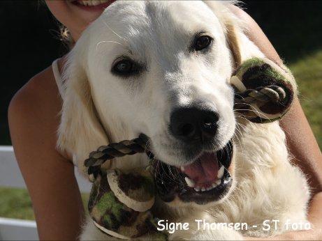 Golden retriever Lapaia's Chang [Hvapz] - Miin elskede!<3<3 billede 8