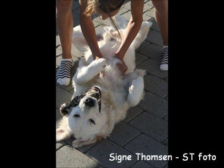 Golden retriever Lapaia's Chang [Hvapz] - Tumle tiid!<3 billede 9