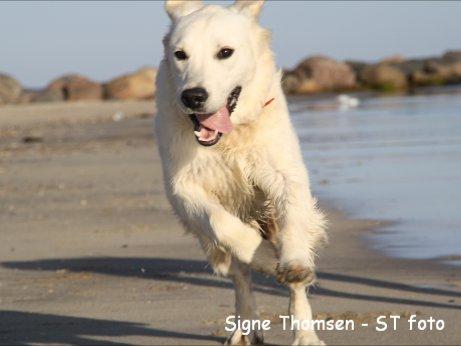 Golden retriever Lapaia's Chang [Hvapz] - Den dejlige!
 billede 2