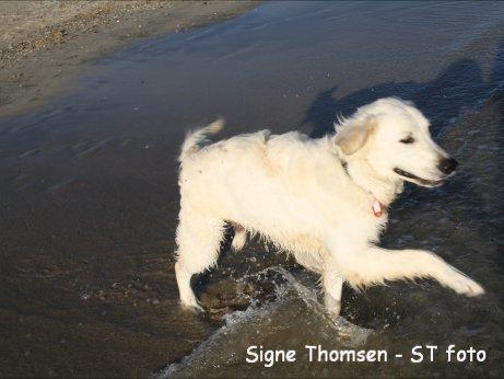 Golden retriever Lapaia's Chang [Hvapz] - Uuuuh.. Han kan også løfte benene<3 billede 3