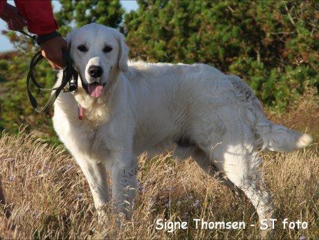 Golden retriever Lapaia's Chang [Hvapz] - Hr. Flottesen!<3<3 billede 10