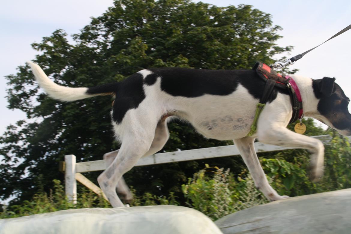 Dansk svensk gaardhund Molly <3 - Løber på hø baller. billede 15