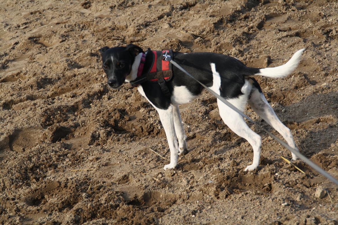 Dansk svensk gaardhund Molly <3 - Vi elsker dig! billede 18