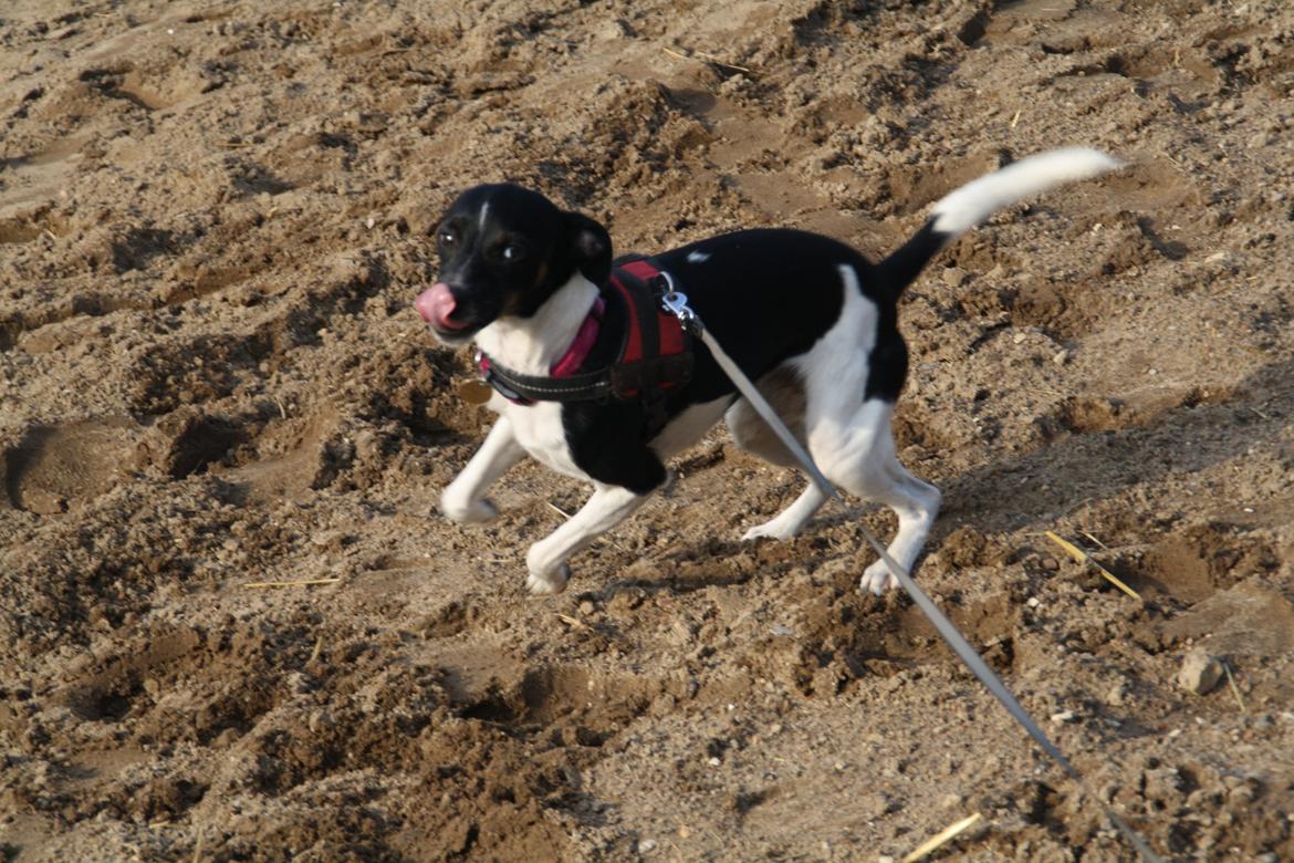 Dansk svensk gaardhund Molly <3 - Hyber flip! billede 12