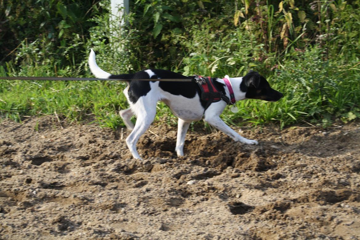 Dansk svensk gaardhund Molly <3 - Muuuus! billede 11