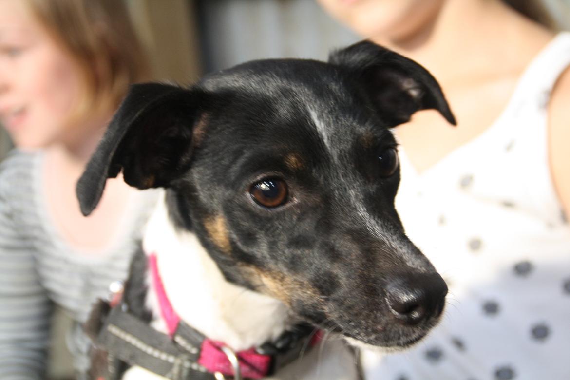 Dansk svensk gaardhund Molly <3 - Velkommen til Molly's profil. billede 1