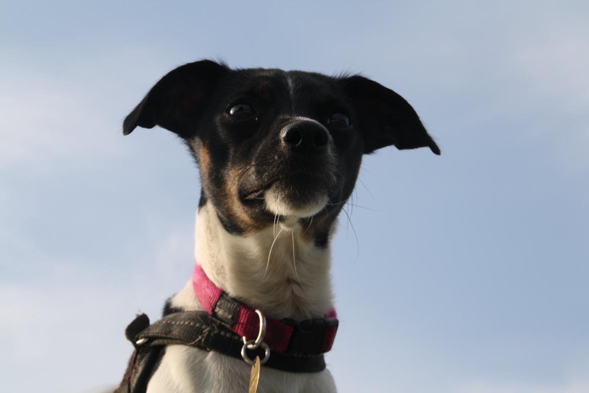 Dansk svensk gaardhund Molly <3 - Stolt og flot! billede 6