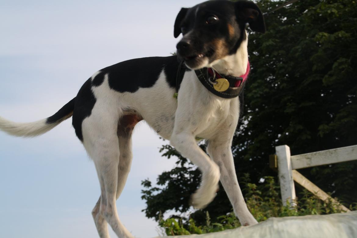 Dansk svensk gaardhund Molly <3 - Floooootte! billede 2