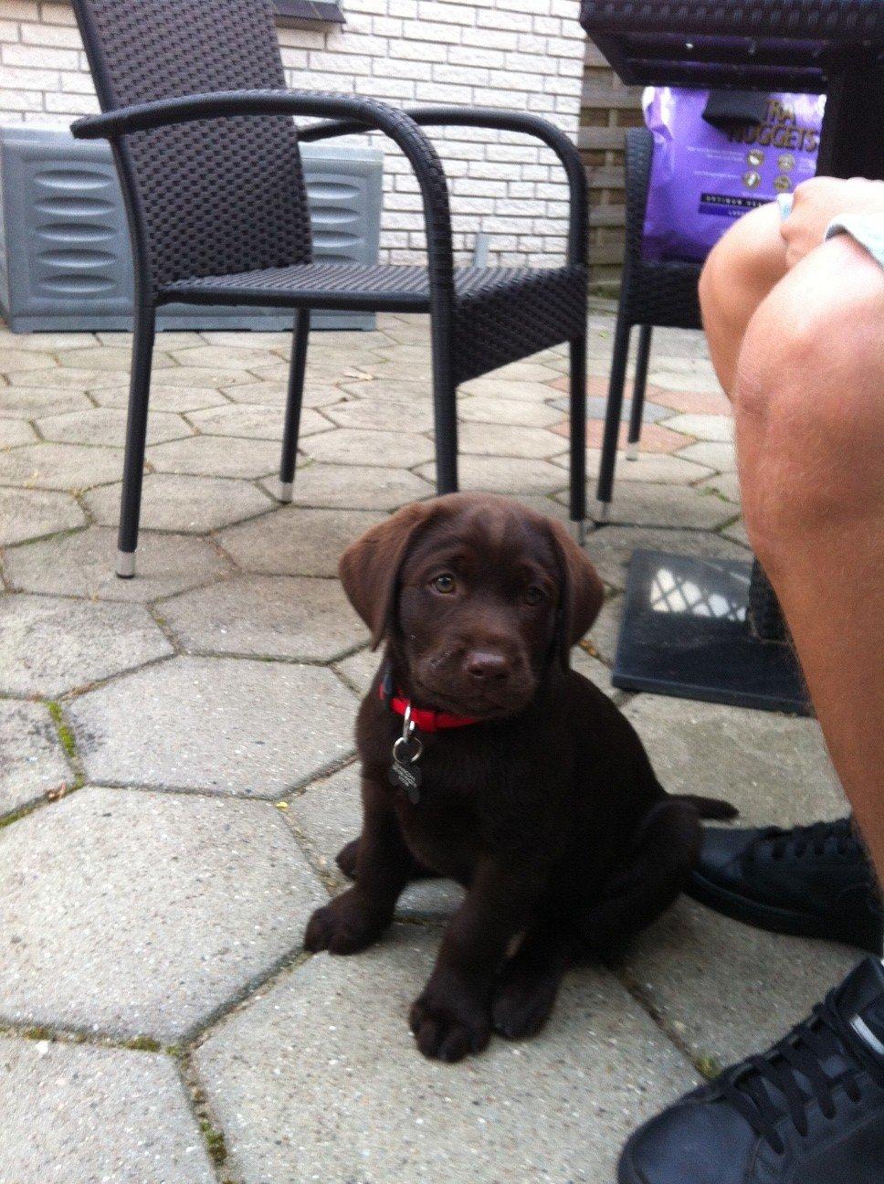 Labrador retriever Thilde billede 1