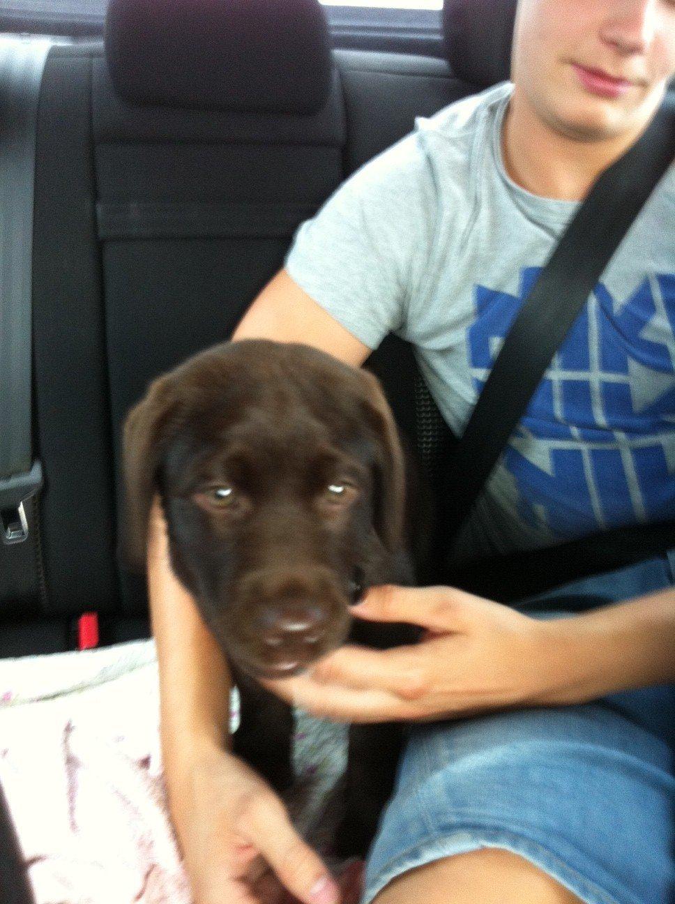 Labrador retriever Thilde billede 2