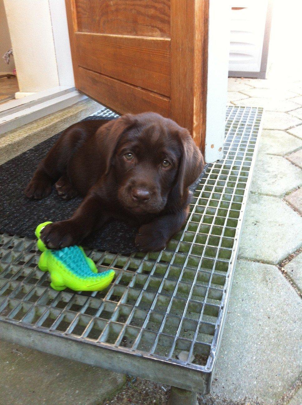 Labrador retriever Thilde billede 3