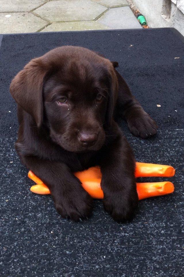 Labrador retriever Thilde billede 4