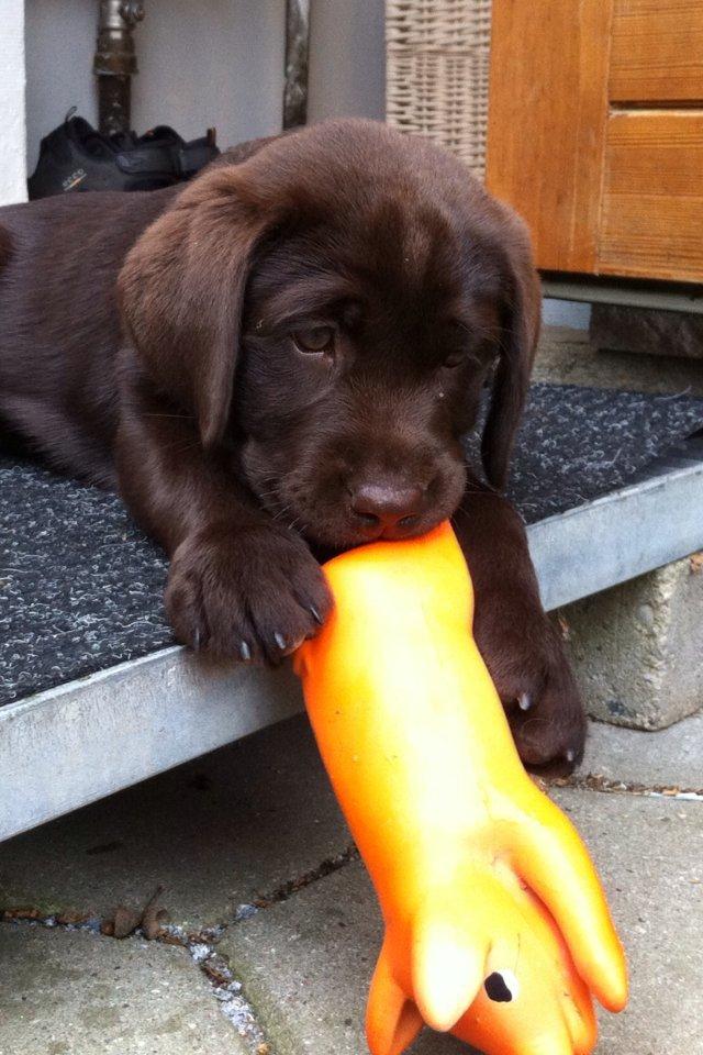 Labrador retriever Thilde billede 5