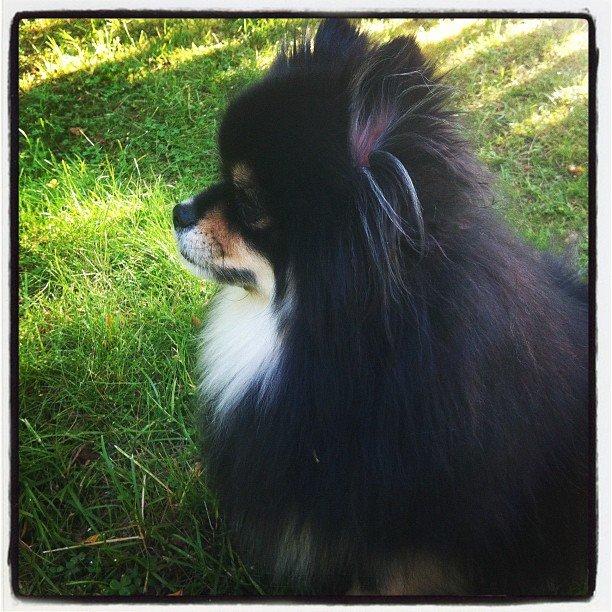 Pomeranian Gizmo billede 13