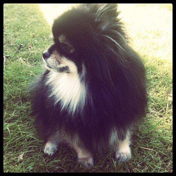 Pomeranian Gizmo billede 14