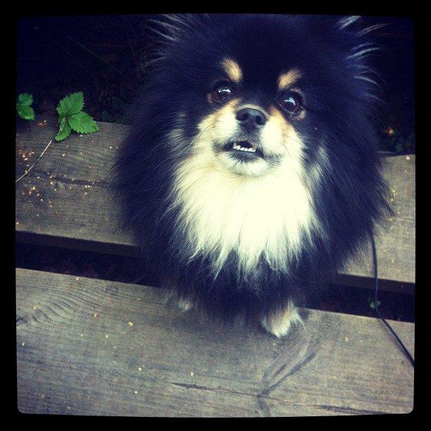 Pomeranian Gizmo billede 15