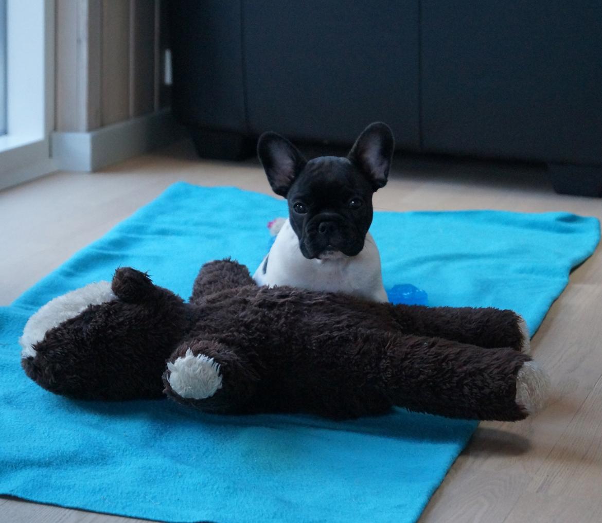 Fransk bulldog HUGS Baltasar Berliquet - lille mig med en stor bamse billede 4