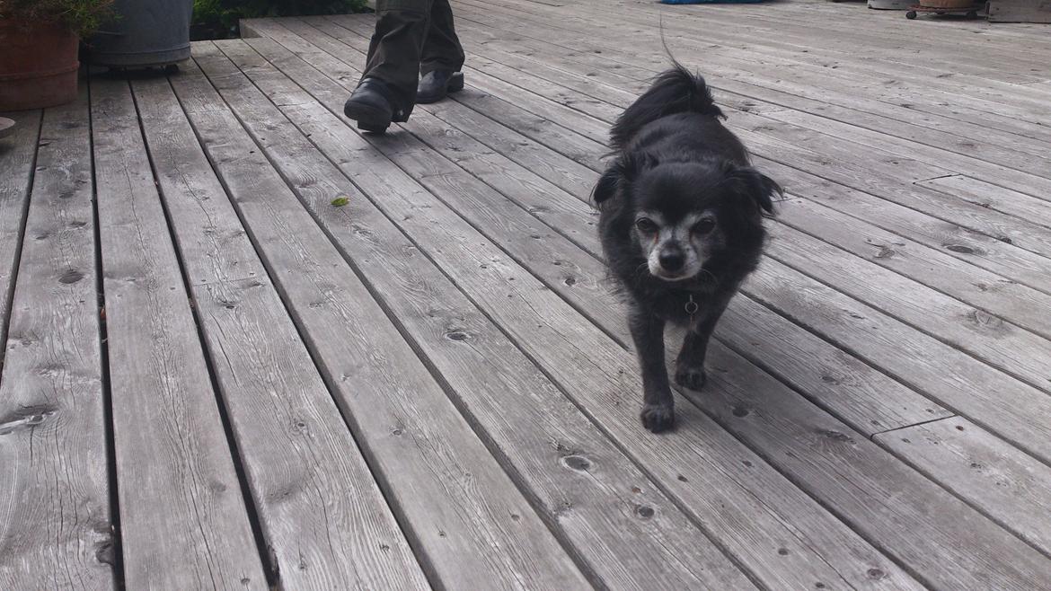 Chihuahua Birkedal's  Topsy - Monty billede 15