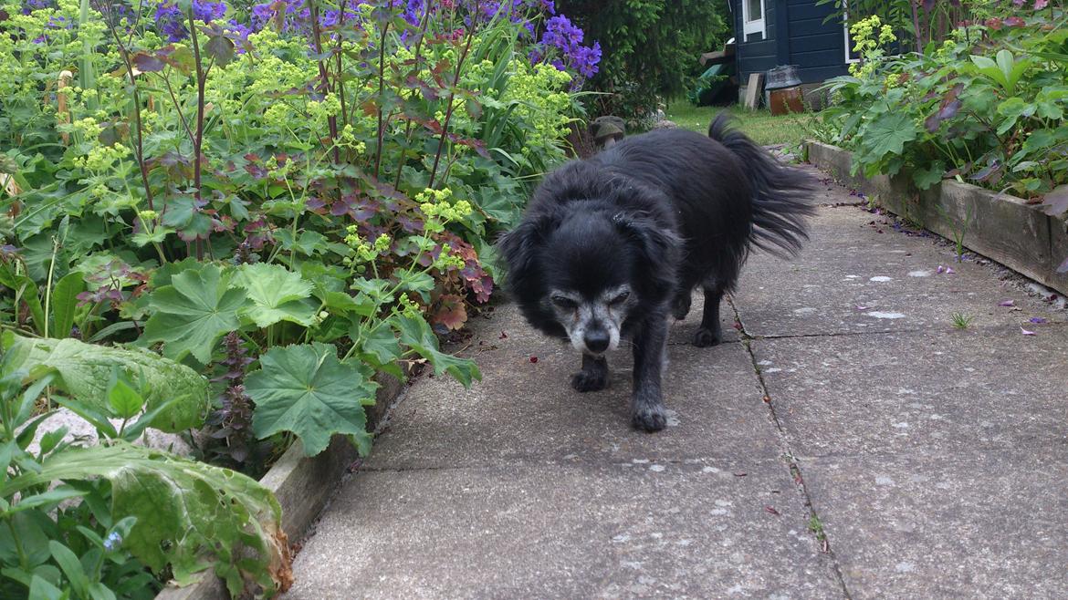 Chihuahua Birkedal's  Topsy - Monty billede 16