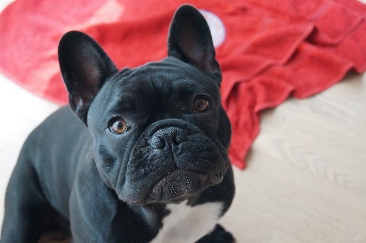 Fransk bulldog Rehab´s Whisky aka Vincent aka Hr. Vimse - Jeg bli'r stor - 8 mdr. billede 4