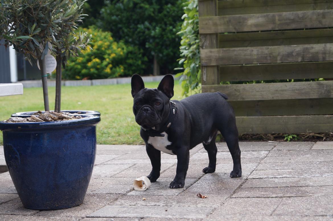 Fransk bulldog Rehab´s Whisky aka Vincent aka Hr. Vimse - Vincent 8 mdr. billede 2