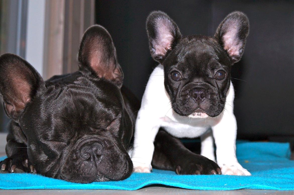 Fransk bulldog Rehab´s Whisky aka Vincent aka Hr. Vimse - mig og min nye lillebror. Lader bare som om jeg sover:-) billede 3