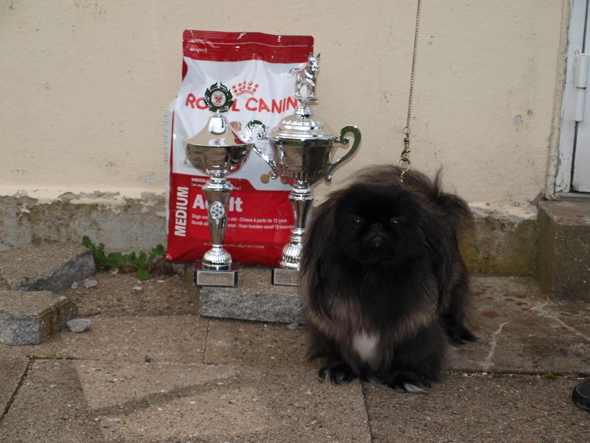 Pekingeser Cita AKA Bulldozeren billede 2