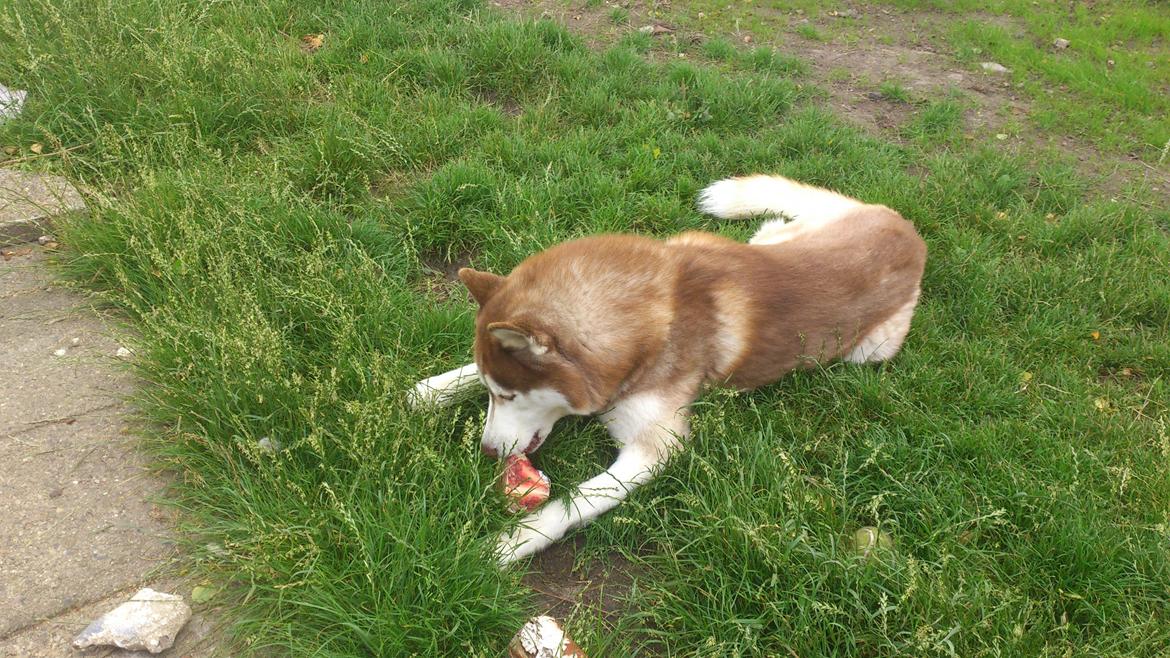 Siberian husky Zappa Hulduheims Supper billede 9