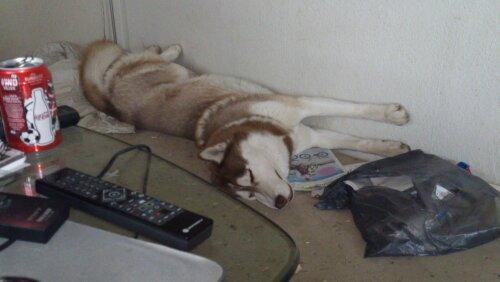 Siberian husky Zappa Hulduheims Supper billede 10