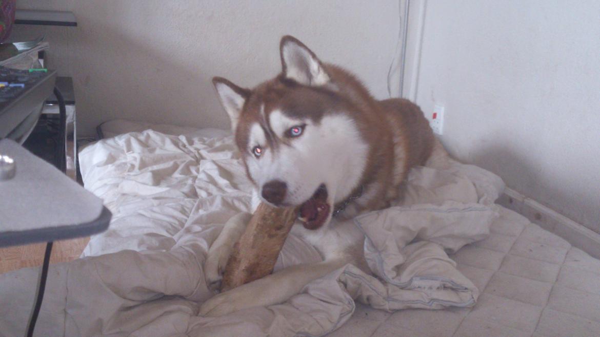 Siberian husky Zappa Hulduheims Supper billede 11