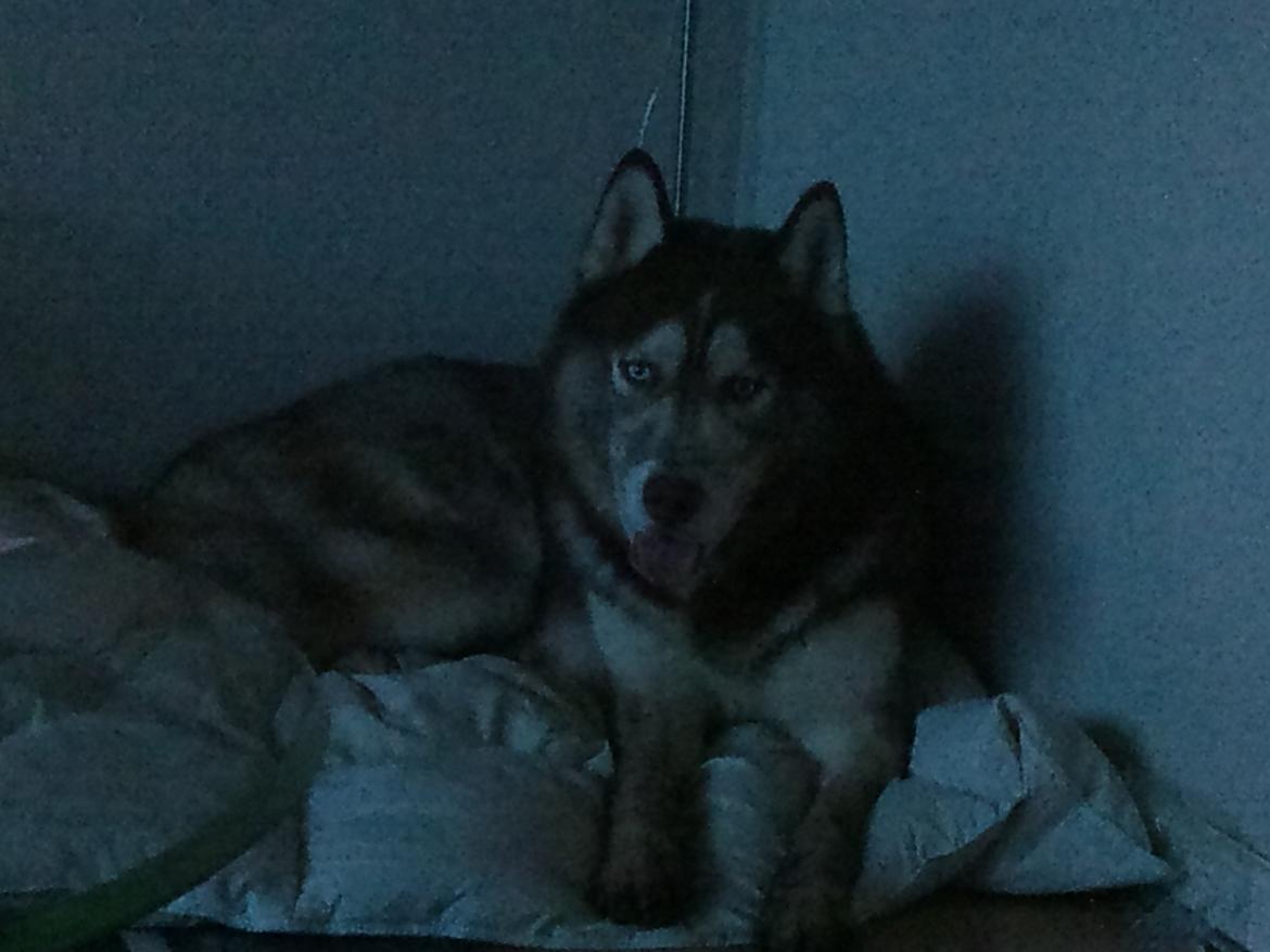 Siberian husky Zappa Hulduheims Supper billede 12