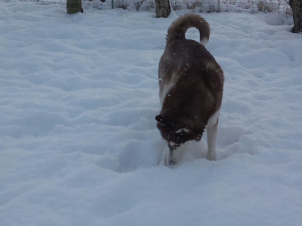 Siberian husky Zappa Hulduheims Supper billede 13