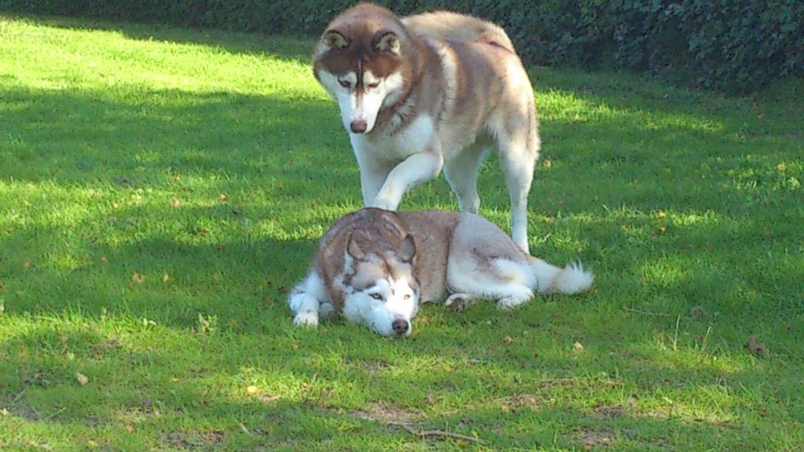 Siberian husky Zappa Hulduheims Supper billede 14