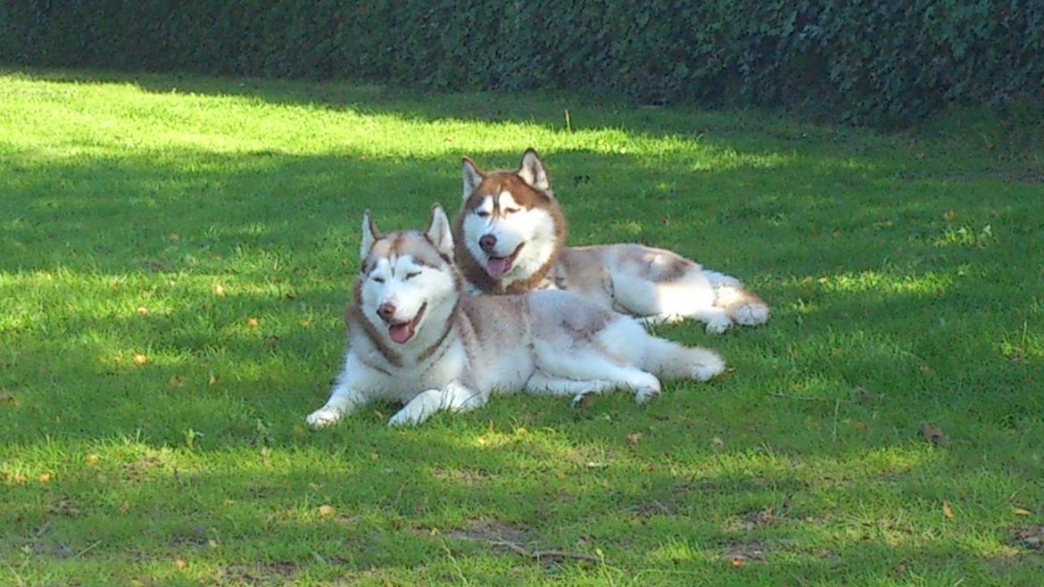 Siberian husky Zappa Hulduheims Supper billede 15