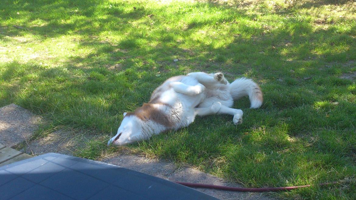 Siberian husky Zappa Hulduheims Supper billede 16