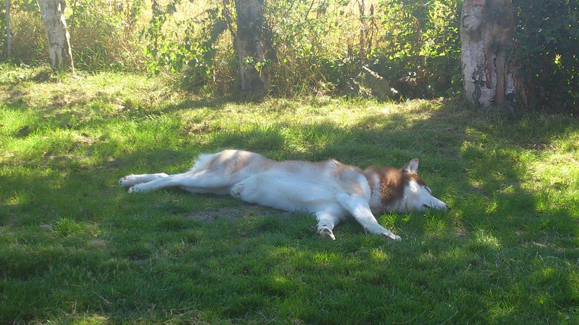 Siberian husky Zappa Hulduheims Supper billede 17