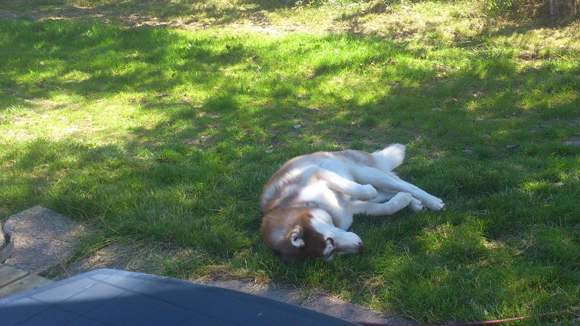 Siberian husky Zappa Hulduheims Supper billede 18