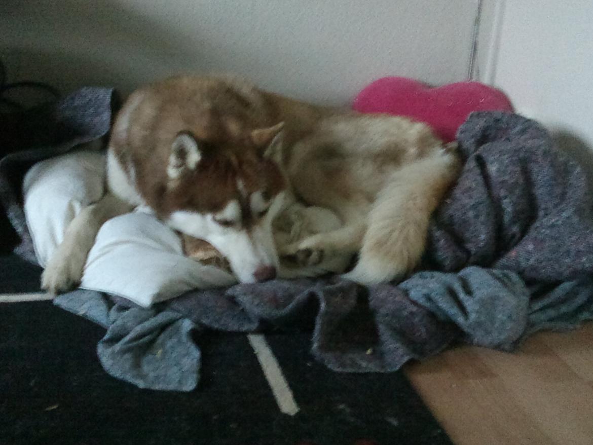 Siberian husky Zappa Hulduheims Supper billede 19