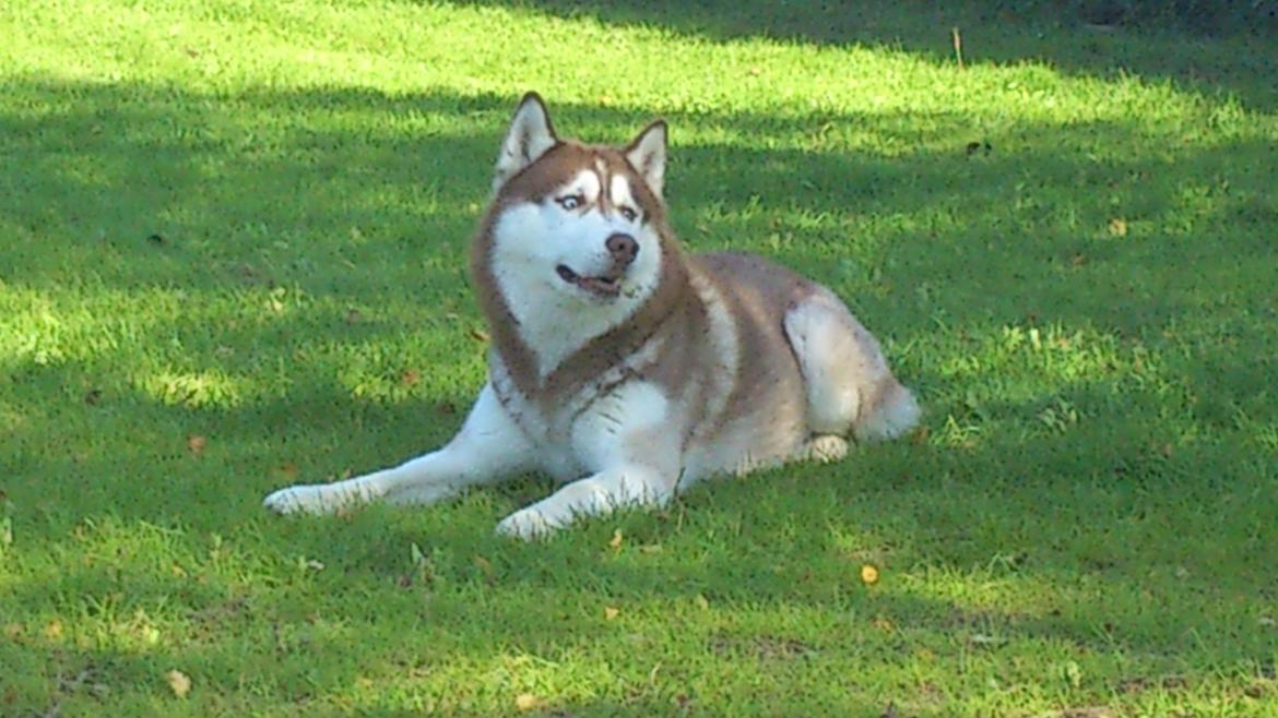 Siberian husky Zappa Hulduheims Supper billede 20