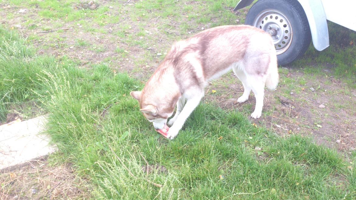 Siberian husky Micha billede 19