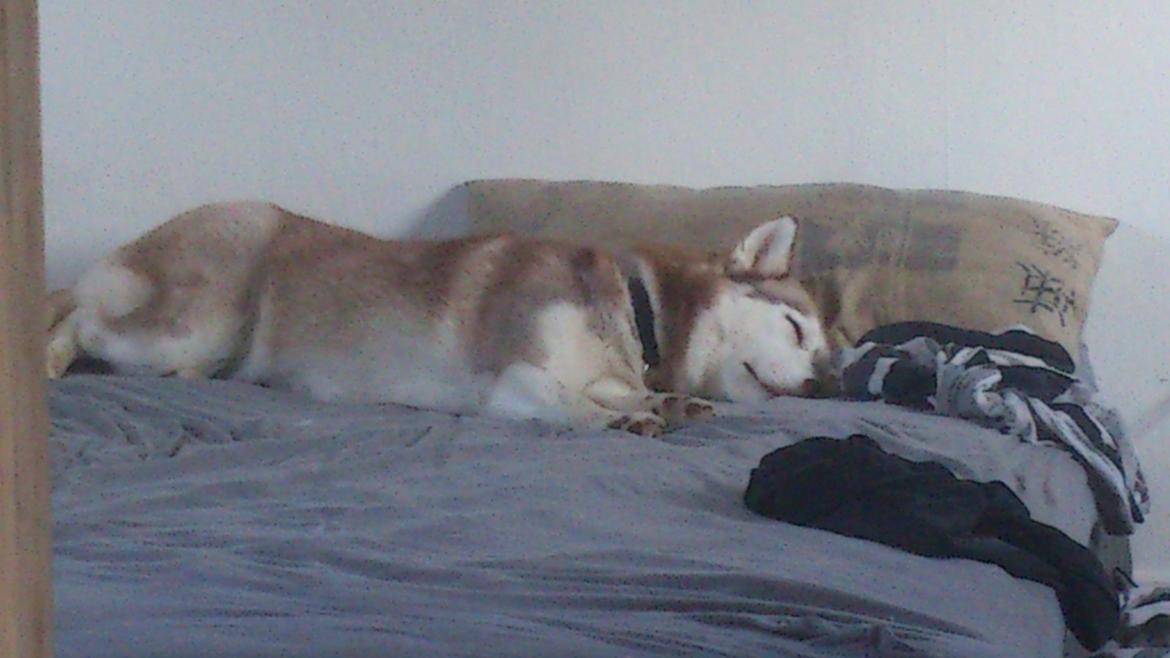 Siberian husky Micha billede 20