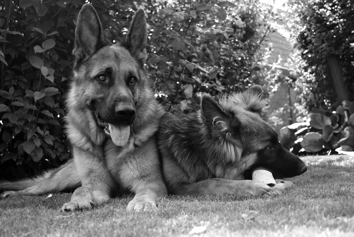 Schæferhund Smeds Harley - Nu er hun blevet stor, og nu skal jeg saftsuseme også dele mine ben med hende?!  billede 8