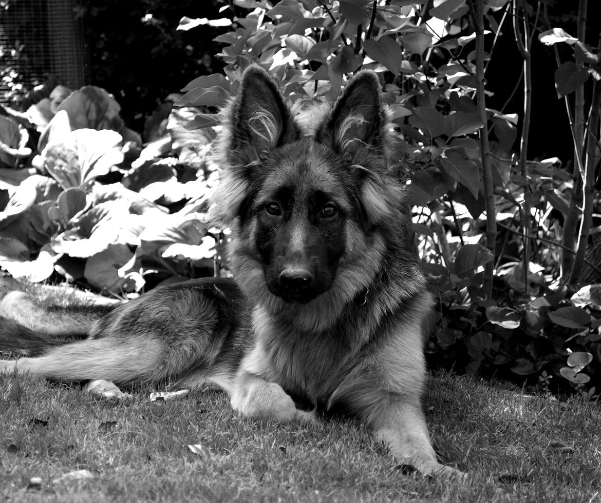 Schæferhund Smed's Jasmina - Det er mig der er Jasmina.  billede 1