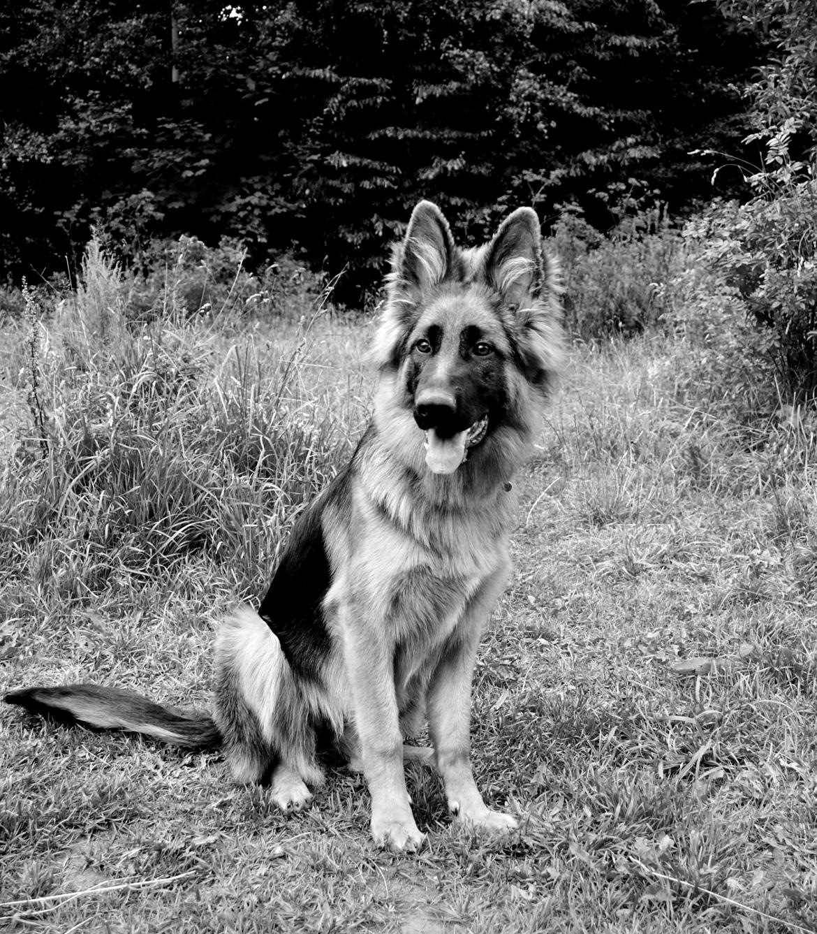 Schæferhund Smed's Jasmina - Her er jeg i hundepark, og har et øjebliks ro fra alle mine fans.   billede 10