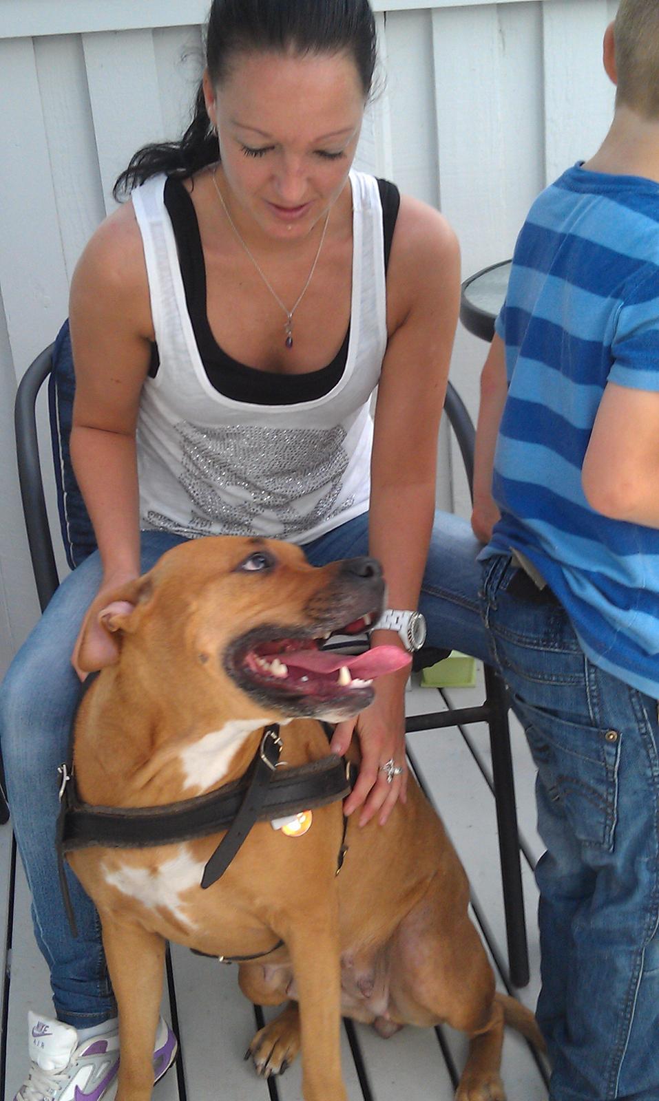 Amerikansk staffordshire terrier Bella Båthoved billede 3