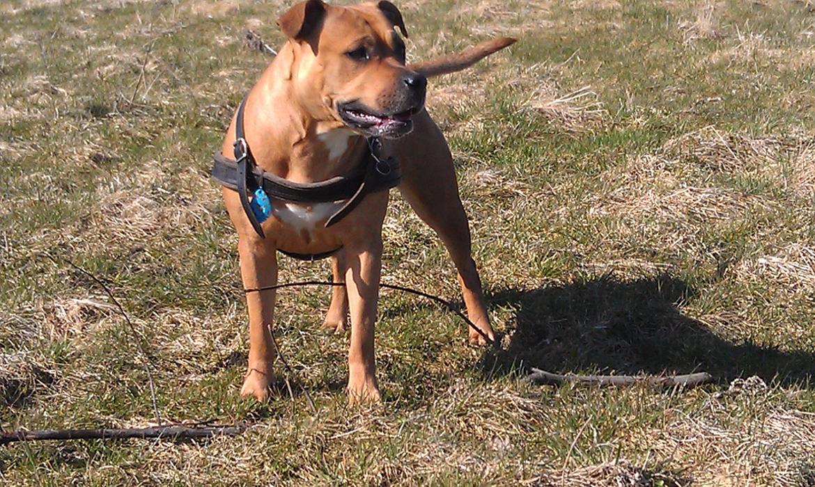 Amerikansk staffordshire terrier Bella Båthoved billede 4